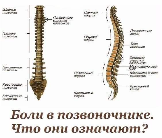 Жалобы при болях отдельных позвоночников и что это означает (564x480, 47Kb)