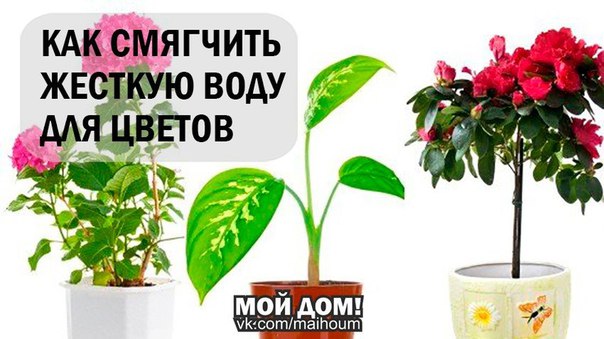 Как сделать мягкую воду для цветов чтобы Как сделать мягкую воду для цветов чтобы