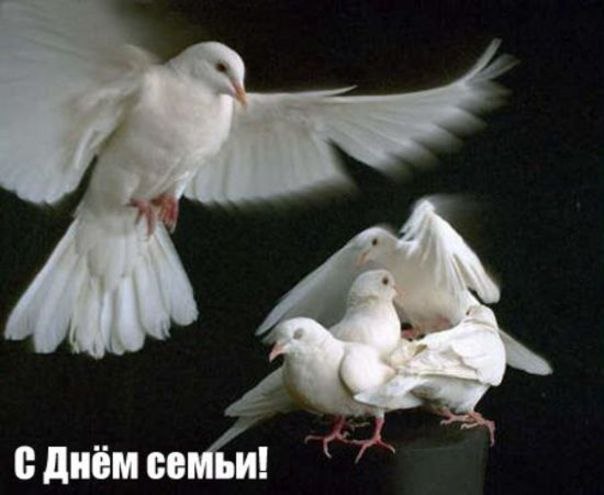 5230261_s_dnyom_semi (604x495, 37Kb)