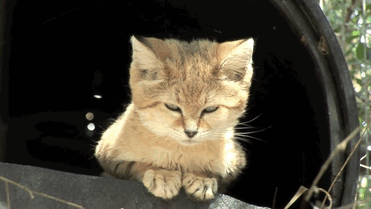 sand-cats-kittens-forever-gif-3 (371x209, 855Kb)