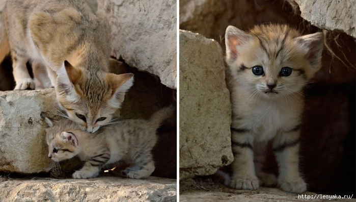 18484010-R3L8T8D-900-sand-cats-kittens-forever-101 (700x396, 205Kb)