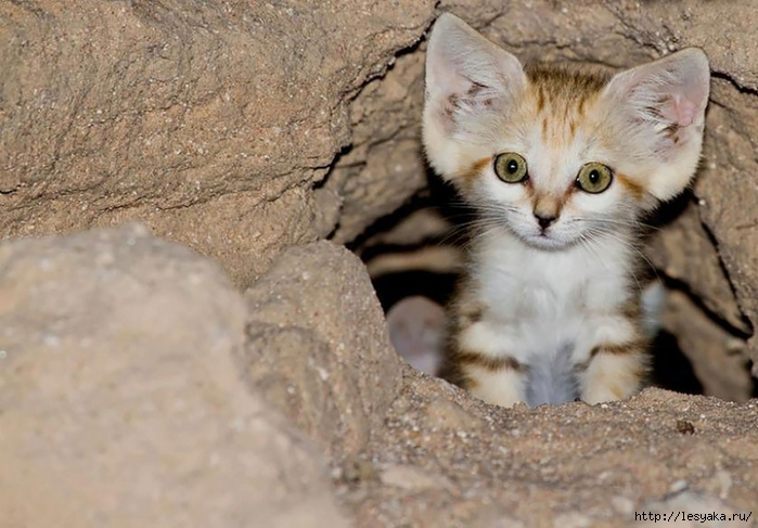 18484460-R3L8T8D-900-sand-cats-kittens-forever-4__880 (700x487, 241Kb)
