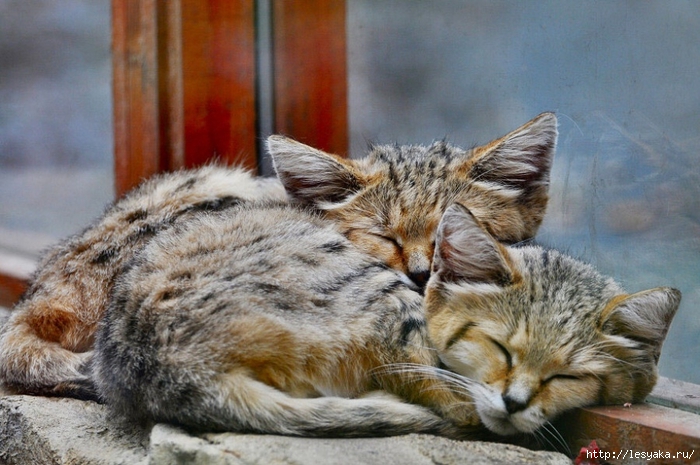 18483960-R3L8T8D-900-sand-cats-kittens-forever-13 (700x465, 270Kb)