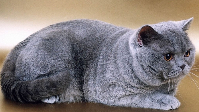 2. Британская короткошёрстная кошка (695x393, 303Kb)