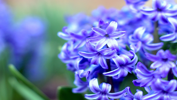Гиацинт – цветок дождя…1 (700x393, 357Kb)