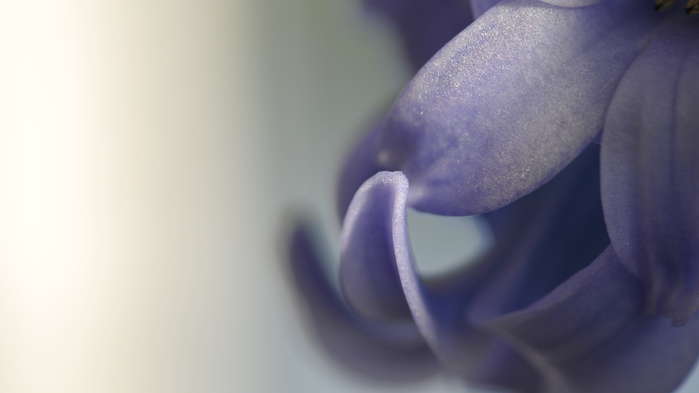 Гиацинт – цветок дождя…4 (700x393, 141Kb)
