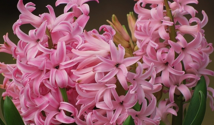 Гиацинт – цветок дождя…10 (700x410, 325Kb)