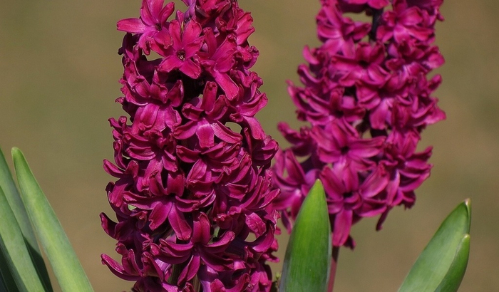 Гиацинт – цветок дождя…13 (700x410, 305Kb)