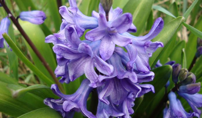 Гиацинт – цветок дождя…16 (700x410, 352Kb)