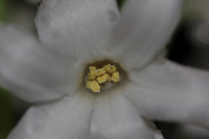 Гиацинт – цветок дождя…18 (700x466, 118Kb)