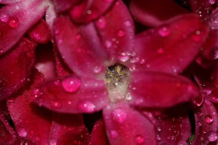Гиацинт – цветок дождя…21 (700x466, 287Kb)