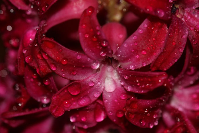 Гиацинт – цветок дождя…23 (700x466, 307Kb)