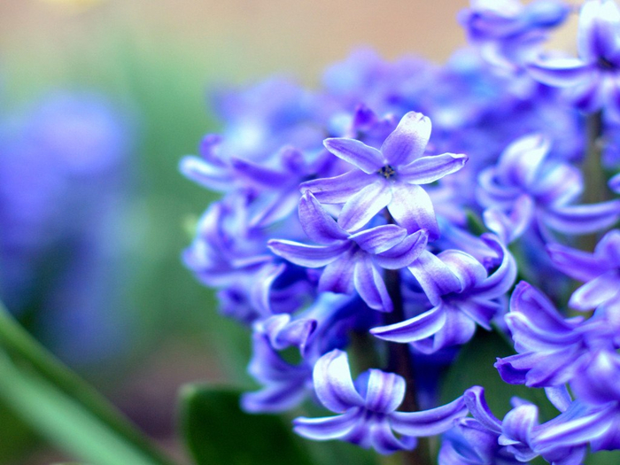 Гиацинт – цветок дождя…25 (700x525, 363Kb)