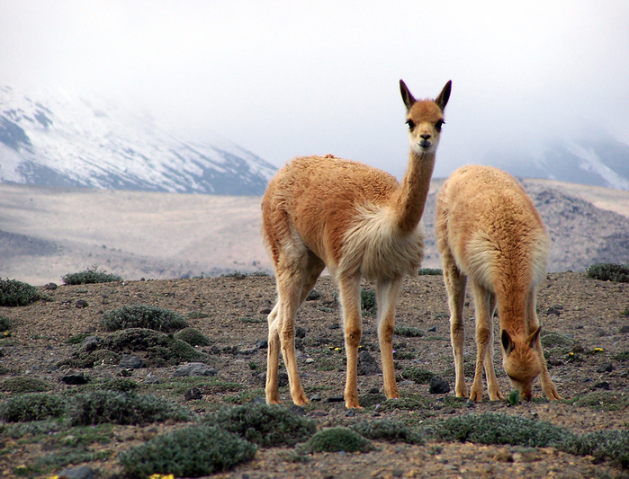 vicuna (700x533, 536Kb)