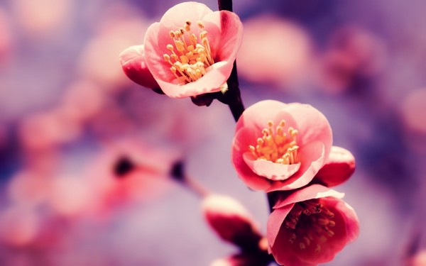 Фотографируем весенние цветы - советы и примеры 1 (600x375, 34Kb)