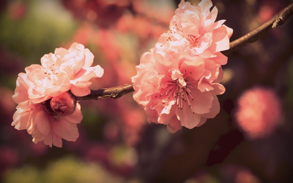 Фотографируем весенние цветы - советы и примеры 26 (600x375, 41Kb)