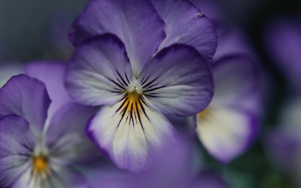 Фотографируем весенние цветы - советы и примеры 38 (600x375, 33Kb)