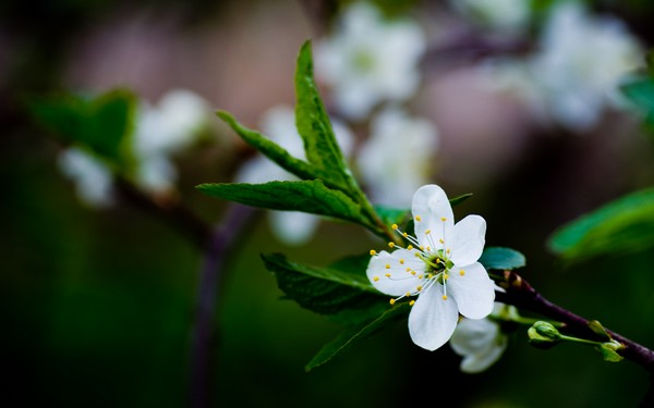 Фотографируем весенние цветы - советы и примеры 40 (600x375, 32Kb)