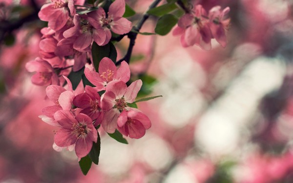 Фотографируем весенние цветы - советы и примеры 42 (600x375, 45Kb)