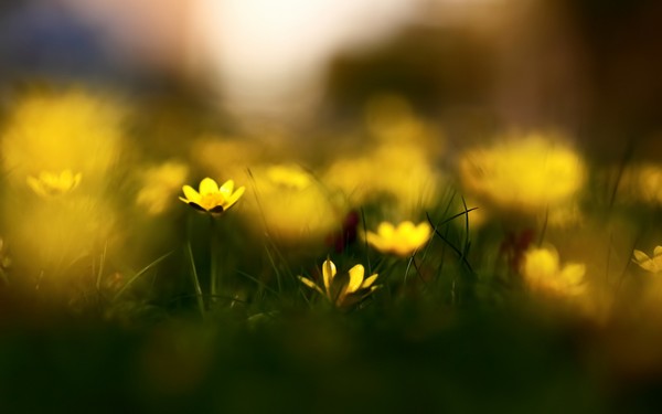 Фотографируем весенние цветы - советы и примеры 50 (600x375, 26Kb)