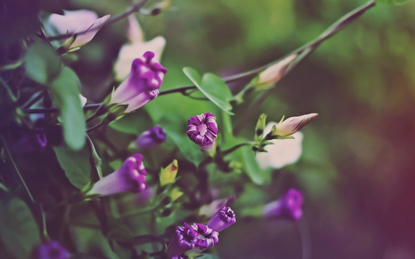 Фотографируем весенние цветы - советы и примеры 20 (600x375, 38Kb)