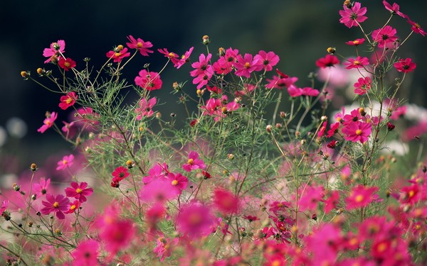 Фотографируем весенние цветы - советы и примеры 34 (600x375, 81Kb)