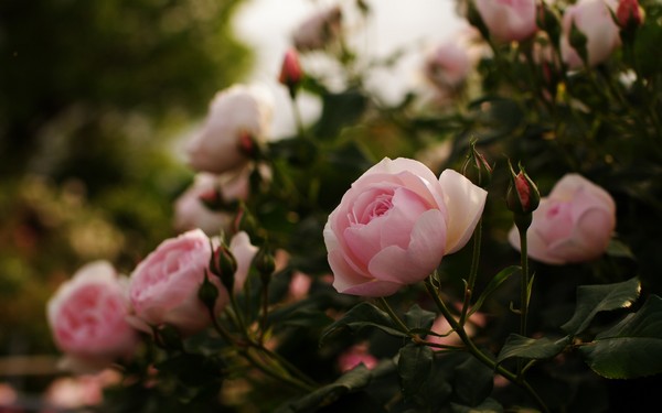Фотографируем весенние цветы - советы и примеры 47 (600x375, 41Kb)