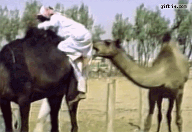 camel_bites_mans_ass (380x263, 2359Kb)