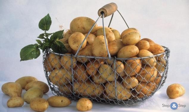 Урожай картошки на малом участке. Хитрости и приемы!