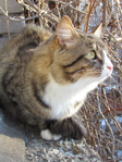  Picture 158 (525x700, 527Kb)