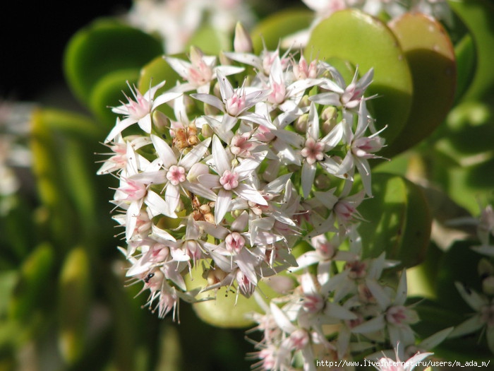 Crassula ovata1202_6541 (700x525, 204Kb)