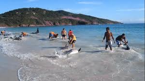 30 Dolphins stranding and incredibly saved! Extremely rare event!/3518263_images (300x168, 7Kb)