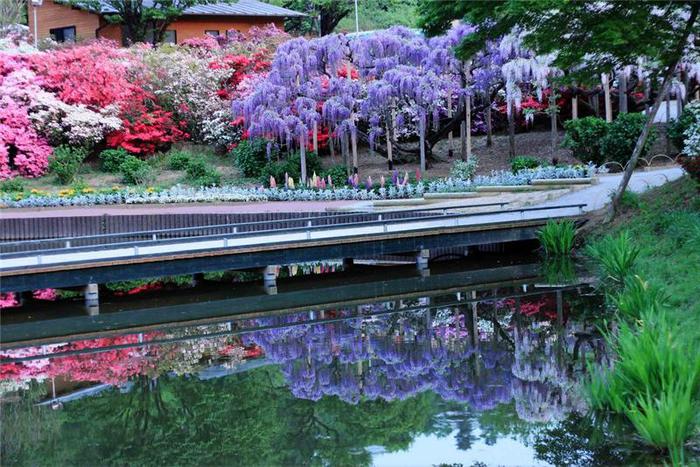 Ashikaga Flower Park