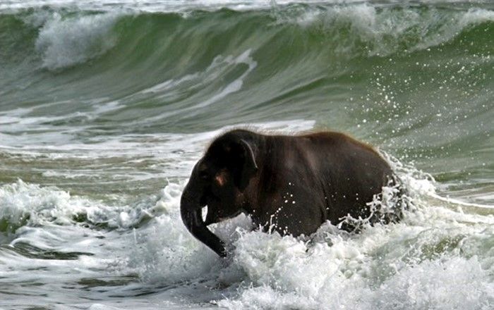 1332091840__elephant_swim_04 (700x440, 61Kb)