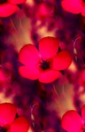  84976126_000000000000000000 (431x667, 62Kb)