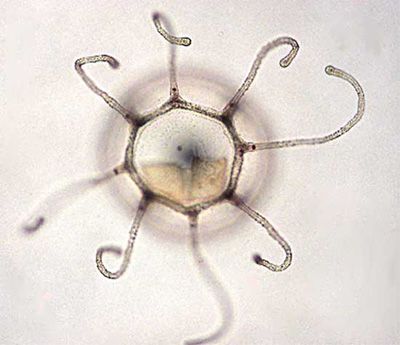 Медуза бессмертная Turritopsis Nutricula