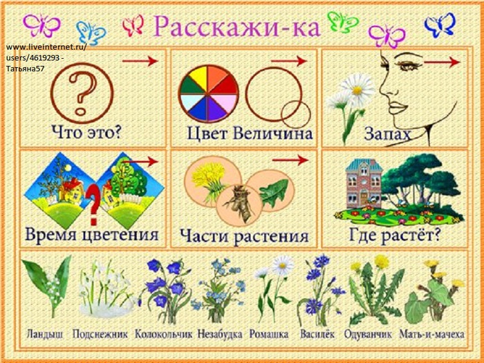 Сочинение Про Василек Ребенком Цветок Распечатать Сочинение Про Василек Ребенком Цветок Распечатать