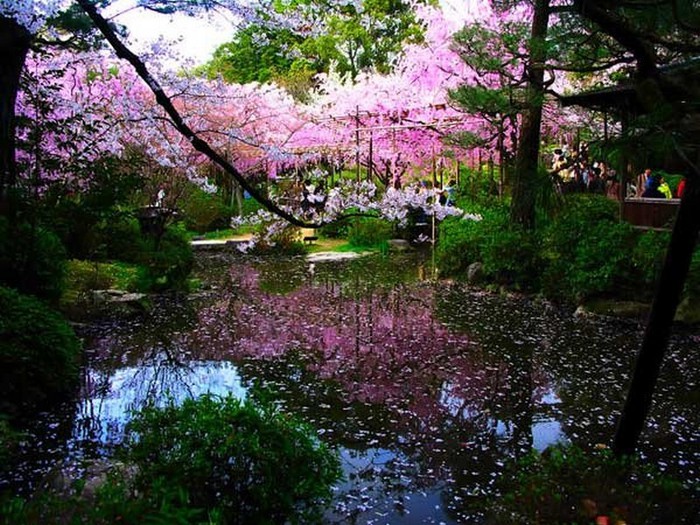Японский сад фото 77 (700x525, 151Kb)