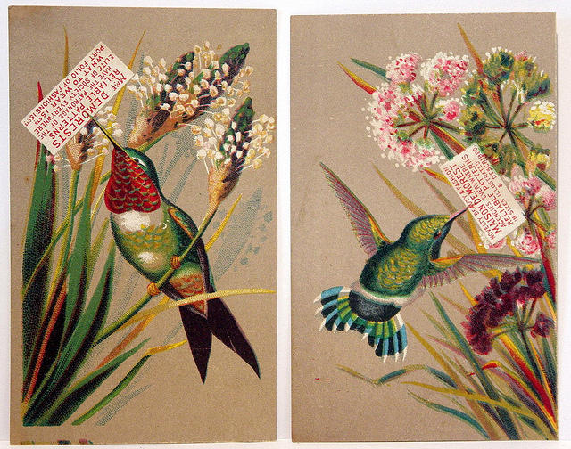 4285608108_3dfd8b5a28 1880s Victorian Trade Cards - Hummingbirds_L (640x504, 107Kb)