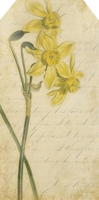 altered bits old text and letter grungy tag daffodils  (347x700, 174Kb)