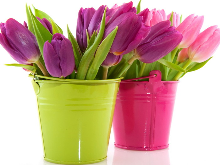 Nature_Flowers_Tulips_in_the_bucket_033250_ (700x525, 69Kb)