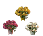  Chrysamthemen (700x597, 292Kb)