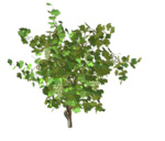  Vine (700x597, 337Kb)