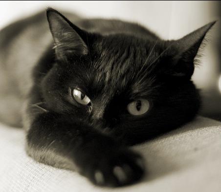 кошка