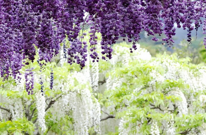 3925073_ashikagaflowerpark1 (700x459, 182Kb)