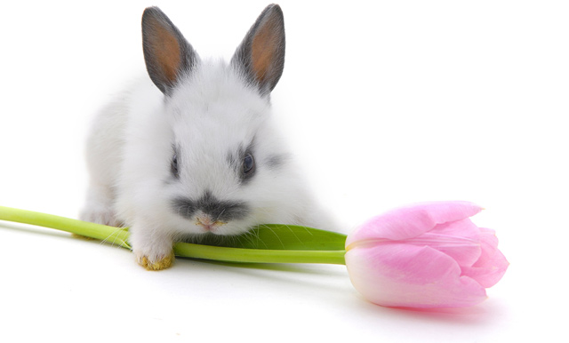 84441554_4278666_rabbitfactsphotos06 (640x386, 41Kb)