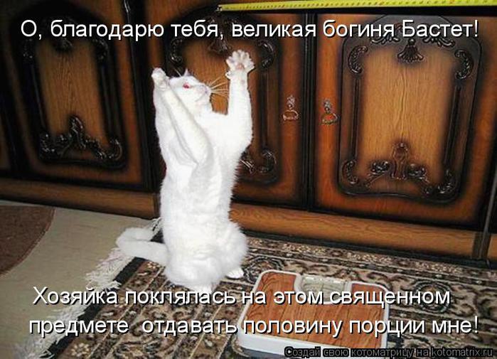 http://img1.liveinternet.ru/images/attach/c/5/85/493/85493077_kot_molitsya.jpg