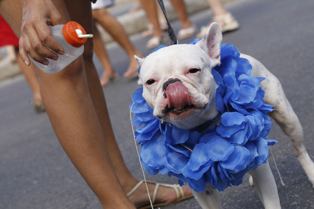 rio_carnaval_pets_creativing.net_006 (620x413, 48Kb)