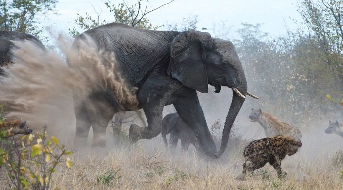 Elephant vs. Hyenas  (1) (700x389, 54Kb)