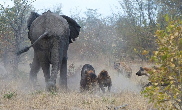 Elephant vs. Hyenas  (3) (700x425, 63Kb)